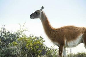 guanaco animal dentro a selvagem, pampas, Argentina foto