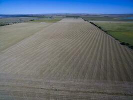 cultivado terra, aéreo visualizar, la pampa, Argentina foto