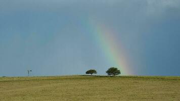 arco Iris sobre uma árvore foto