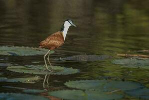 pássaro dentro pantanal, Brasil foto