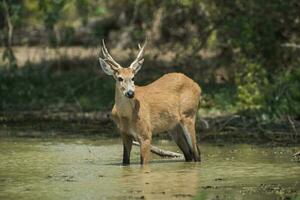 veado dentro brasileiro pantanal foto