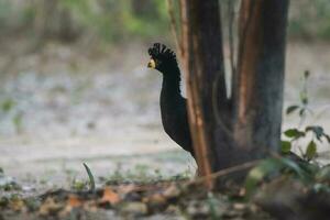 lindo pássaro dentro brasileiro pantanal foto