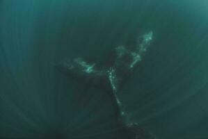 grande baleia pulando dentro a água foto
