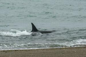 orca dentro a água foto