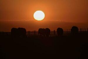 touro Reprodução dentro a Argentino campo foto