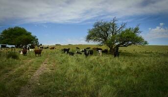 touro Reprodução dentro a Argentino campo foto