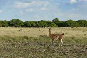 guanaco mamífero dentro a selvagem, sul América foto