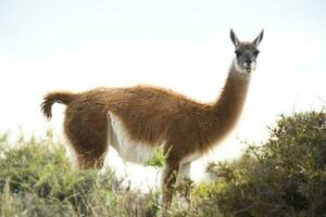 guanaco mamífero dentro a selvagem, sul América foto