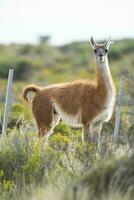 guanaco mamífero dentro a selvagem, sul América foto