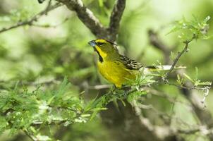 pequeno amarelo pássaro dentro argentina pampas foto