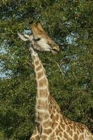 lindo girafa dentro África foto