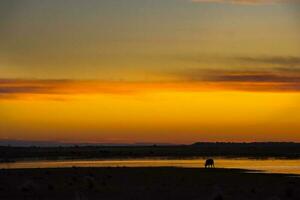 uma solitário elefante carrinhos dentro a meio do uma campo às pôr do sol foto