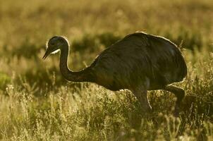 uma pássaro caminhando dentro uma campo foto