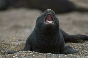 uma foca em a de praia foto