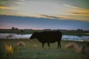 uma vaca em pé dentro uma campo às pôr do sol foto