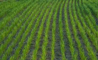 uma campo do verde arroz plantas foto