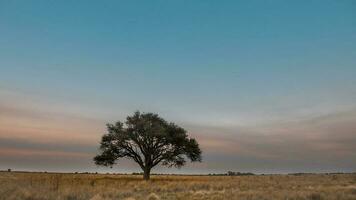 uma ampla árvore dentro uma campo com uma roxa céu foto