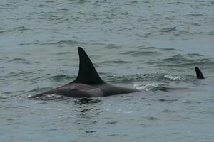 orcas dentro a costa foto