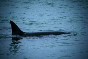 orcas dentro a costa foto