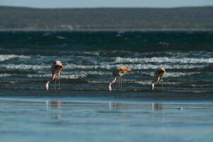 flamingos às a de praia foto