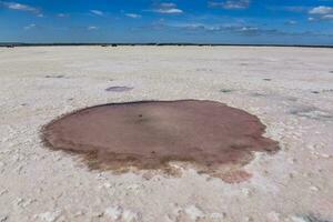 sal campo dentro Dunaliella salina, Argentina foto