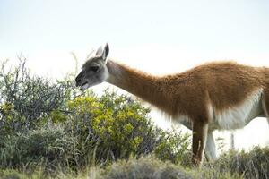 guanaco animal dentro a selvagem, pampas, Argentina foto