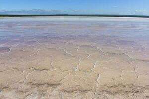 sal campo dentro Dunaliella salina, Argentina foto