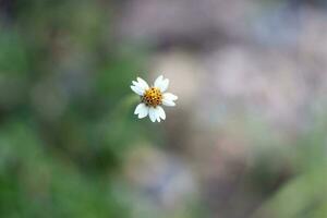 branco Relva flores borrão fundo foto