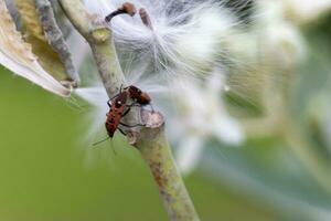 roxa flor coroa floresce dentro a manhã e insetos agarrar-se para a folhas flores flor dentro Tailândia foto