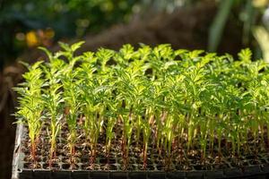 as mudas na bandeja porque são plantadas foto