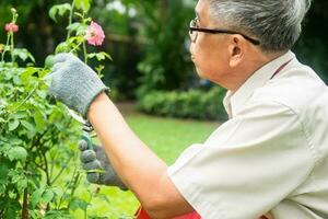 um velho asiático feliz e sorridente está podando galhos e flores para um hobby após a aposentadoria em uma casa. conceito de um estilo de vida feliz e boa saúde para idosos. foto