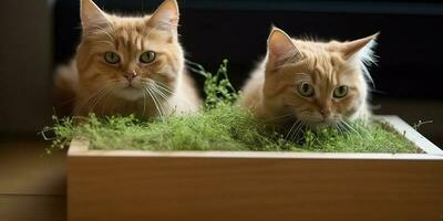 ai gerado. ai generativo. gatos com erva de gato em foto comer saudável plantar junto. amor animal romântico animais de estimação. gráfico arte