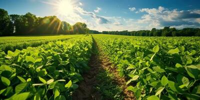 ai gerado. ai generativo. Fazenda colheita verde soja campo. ao ar livre natureza plantar vegetal orgânico eco produtos. gráfico arte foto