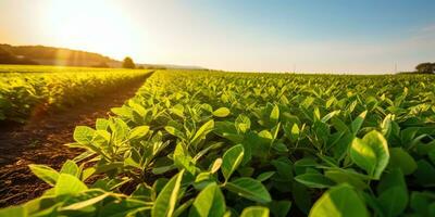 ai gerado. ai generativo. Fazenda colheita verde soja campo. ao ar livre natureza plantar vegetal orgânico eco produtos. gráfico arte foto