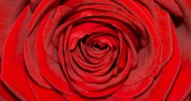 fundo de flor rosa vermelha foto