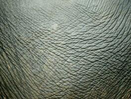 elefante pele textura foto