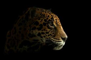 jaguar Panthera Onca dentro a Sombrio foto