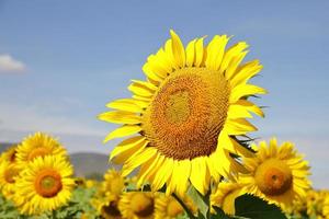 jovem fresco lindo girassol amarelo brilhante foto