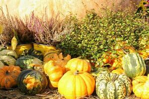 abóboras e cabaças orgânicas coloridas na feira agrícola. colhendo o conceito de tempo de outono. jardim queda planta natural. decoração de dia das bruxas de ação de graças. fundo rural fazenda festiva. comida vegetariana. foto