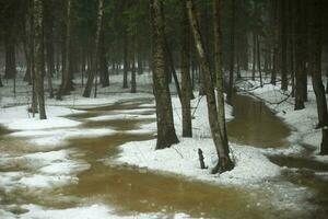 fundição água dentro floresta. neve derrete dentro floresta. Primavera Derretendo. foto