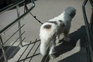 cachorro é amarrado acima em rua. cachorro em coleira. animal é esperando para proprietário. foto