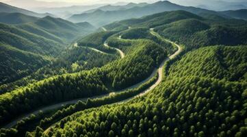 aéreo aéreo estrada enrolamento caminho floresta árvore marquise foto