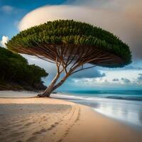 exótico grande árvore em a de praia do socotra ilha, generativo ai pró foto