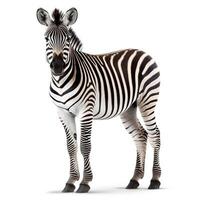 zebra em branco fundo. generativo ai foto