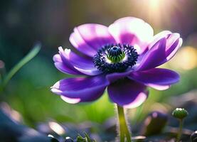 ai gerado roxa anêmona flor dentro uma raio do luz solar foto