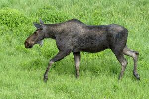 alce vaca dentro a Colorado rochoso montanhas, caminhando dentro uma campo do grama. foto