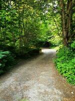 caminho dentro a verde floresta. Primavera panorama. a conceito do ativo, ecológico e foto turismo