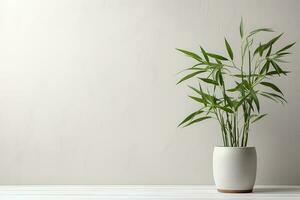 tropical verde chinês bambu plantar dentro Panela com espaço em estético branco parede fundo foto