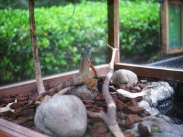 uma amarelo marrom iguana este é sentado em uma Rocha dentro uma vidro cela foto