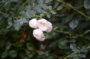 jardim rosa arbusto foto